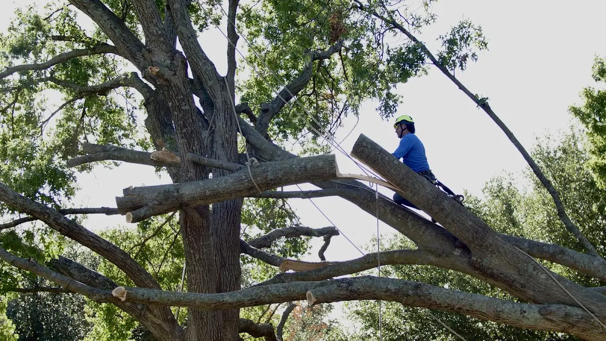 Professional Crown Thinning performed by certified arborists in Paullina